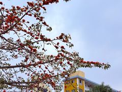 -长洲岛