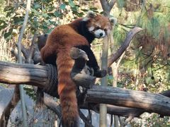-云南野生动物园