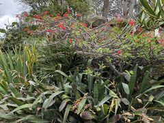 -墨尔本皇家植物园