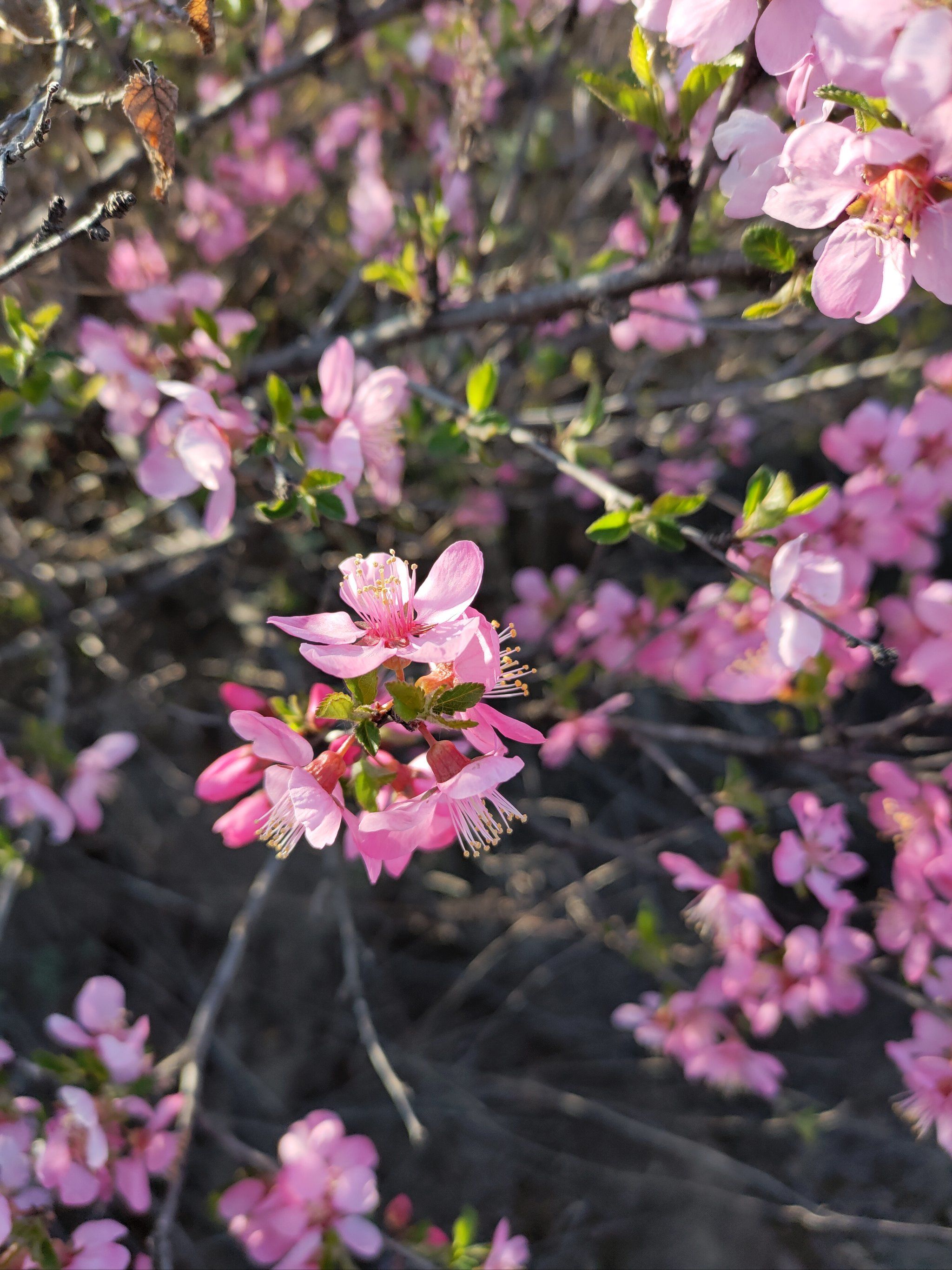 榆叶梅开,样板多彩