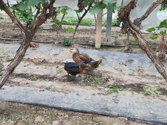 -马陆小张葡萄园农家乐