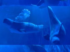 -多彩贵州城极地海洋世界