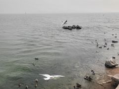 -深圳湾公园(南山区)