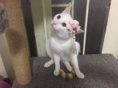 -瑞派福兴宠物医院犬猫全科·骨科·中西医结合(河东店)