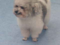 -博特宠物医院24h犬猫全科.骨科·异宠