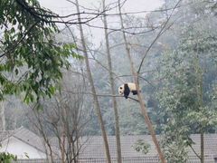 -中国大熊猫保护研究中心雅安碧峰峡基地