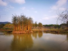 -天适樱花悠乐园