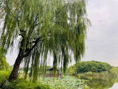 -上海市保健医疗中心