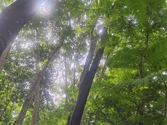 -西双版纳原始森林公园