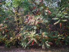 景点-官港森林公园