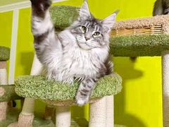 -十年猫舍·猫咪专门店(普陀店)