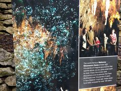 -怀托摩萤火虫洞