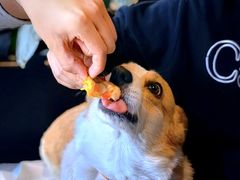 -百好乐宠物友好餐厅(朝外大街店)