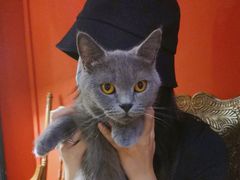 -猫色咖啡·猫咖