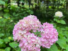 -上海滨江森林公园