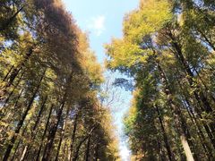 -山王坪喀斯特国家生态公园