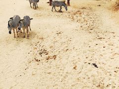 -泉州海丝野生动物世界