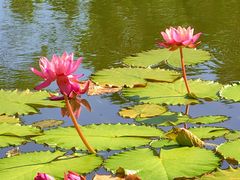 -国家植物园南园