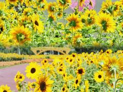 -海心沙亚运公园