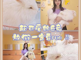 特别的新年礼物｜快来rua安哥拉巨兔吧️