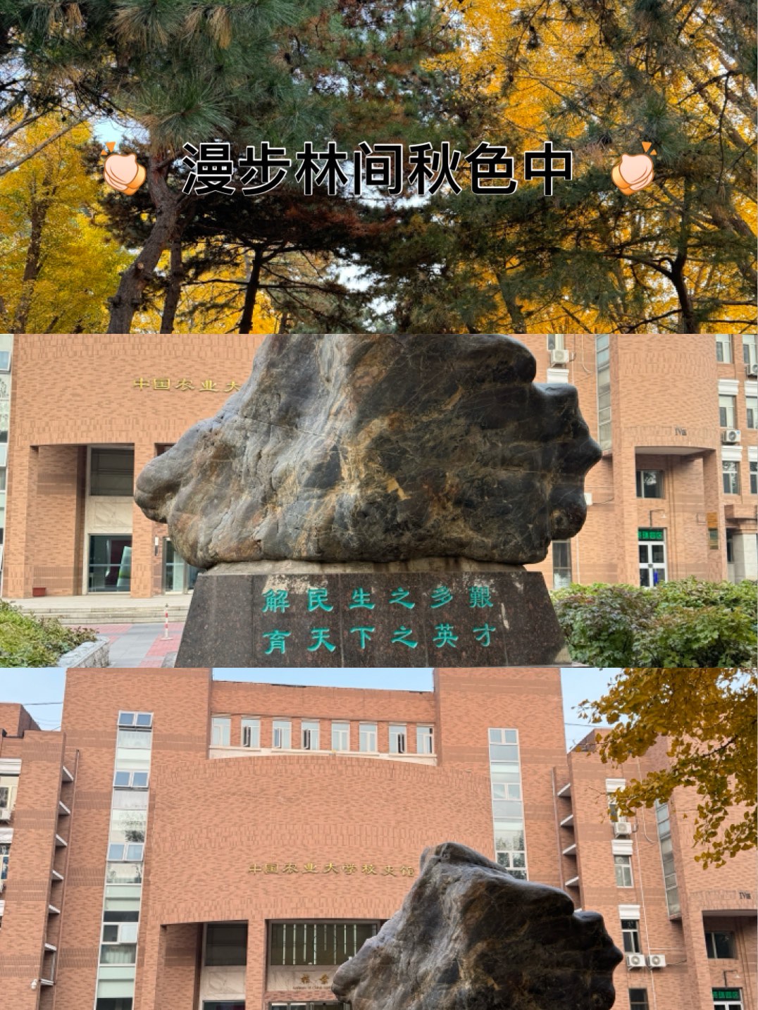 山东农业大学西礼堂图片