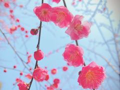 -杭州植物园