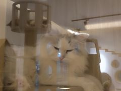 -猫域·湾主题猫咖·宠物吧(南坪城市广场店)