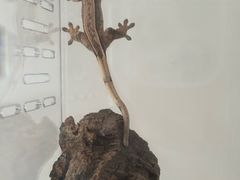 -酷以爬仙阁实体爬宠店·守宫·蜥蜴·专业繁育