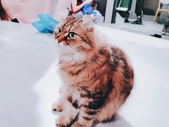 -猫儿山۰猫主题餐厅