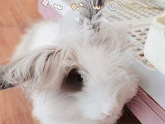 -猫猫幼稚园·撸猫·桌游·电玩
