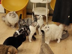 -有喵·猫咖·狗咖·30几只猫10只小狗(岗厦店)