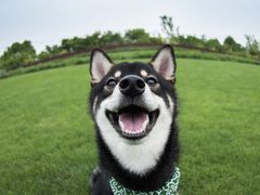 -汪说喵讲宠物乐园宠物酒店(红星美凯龙店)