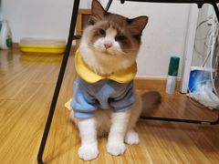 -猫十亿·布偶金渐层·曼基康矮脚猫舍(青年路店)