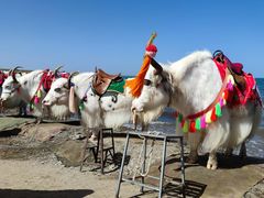 -青海湖国家重点风景名胜区