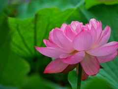 -陈家山荷花公园