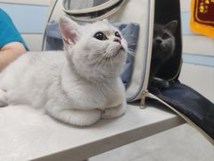 -中农国际动物医院24小时·猫科·骨科·急重症中心