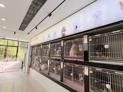 -翊宠yipet猫狗购宠庄园犬舍•猫舍