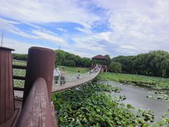 -荷塘月色湿地公园·向阳花洲