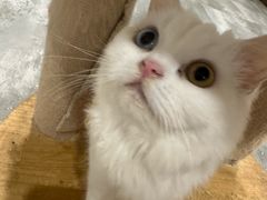 -楼上猫咖(罗湖店)
