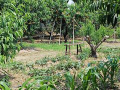 -老袁家蜜桃农场·阳山水蜜桃