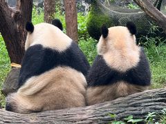 -都江堰中华大熊猫苑