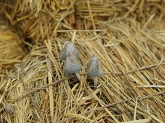 -长沙黑麋峰国家森林公园