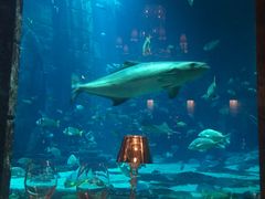 景观位-迪拜帆船酒店海底餐厅