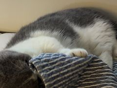 -瑞鹏宠物医院·骨科·猫科·内科(第一中心)