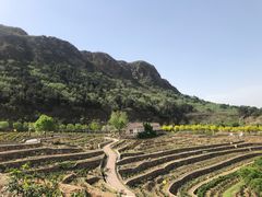 -密云玫瑰情园