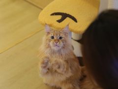 南瓜-猫腻·猫咖·撸猫馆(星光大道店)