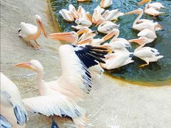 -深圳野生动物园