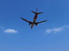 -空港花田景区