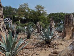 -深圳仙湖植物园