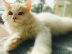 -平行世界·猫咖(首经贸店)